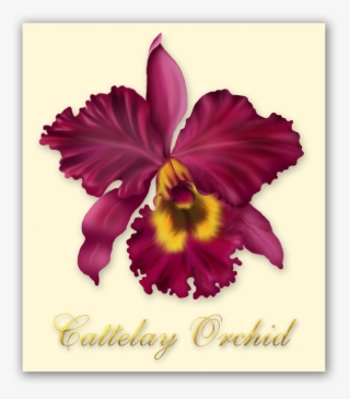 Cuttelay Orchid Illustration - Cattleya Labiata