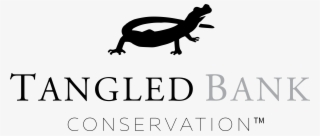 Tangled Bank Conservation - Dragon Lizard