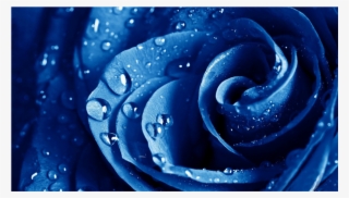 Score 50% - Rose With Water Drops On Black Background