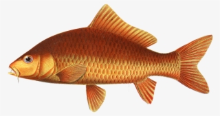 By Zoologische Mededelingen - Ikan Mas Kancra Domas