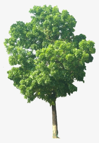 Mahogani, Small Tree, Height - Apple Tree Without Apple