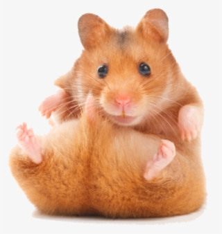 Funny Hamster - Teddy Bear Hamster