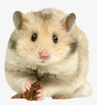 Hamster Photos By Canva Transparent Background - My Hamster Died