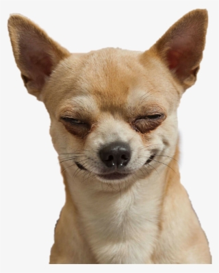 #chihuahua