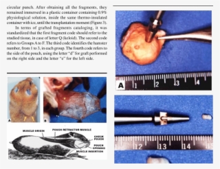 A) Hamster With Its Right Cheek - Inside A Keloid