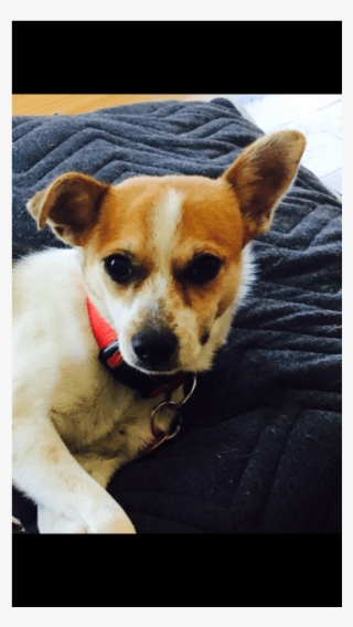 Ivy Small Female Dog In Vic Petrescue - Chihuahua