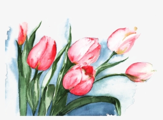 Flowers Watercolor Painting Drawing Illustration - Tulips Watercolor Painting