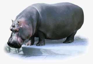 Hippo Transparent Images - 河马