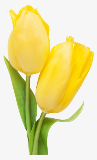 800 X 1181 1 - Yellow Tulip Transparent