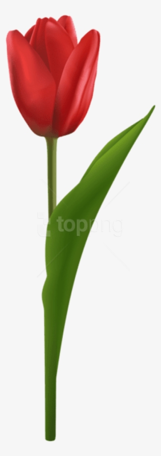 Free Png Download Tulip Red Png Images Background Png - Sprenger's Tulip