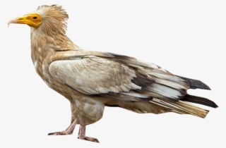 Egyptian Vulture