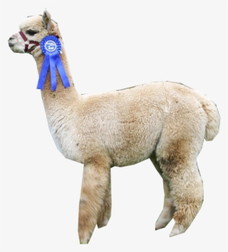 “ Alpaca ” - Llama