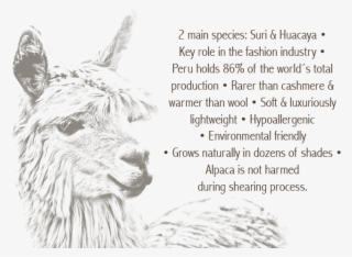 Alpaca Fiber - Llama