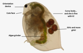 1 Reply 6 Retweets 34 Likes - Copepod