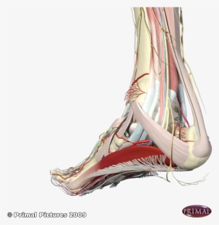 Nerves Associated With The Heel And Arch - Foot Arch Muscle Pain