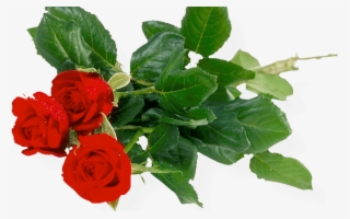Download Rose Bunch Transparent Background Hq Png Image - Transparent Background Flower Bunch Hd Png
