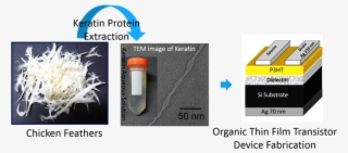 Protein From Chicken Feathers Can Be Used To Make Efficient - Keratin Extraction From Chicken Feathers