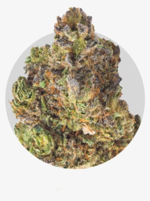 Strains - Yellow Fir