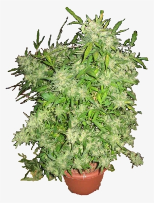 Dcouper Un Objet De Larrire Plan Dtourage - Culture Cannabis