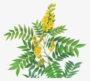 Senna Herbal Supplement - Alvita - Herbal Senna Tea Organic - 24 Tea Bags