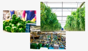 Imágenes Escobi Comercializadora De Frutas Y Verduras - Vegetable