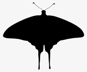 Butterfly Silhouette - Insect