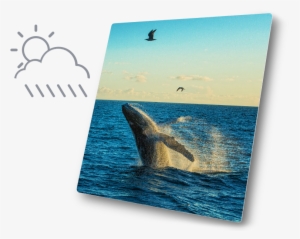 New Performance Ext Metal - Humpback Whale