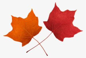 2018 Autumnal Appeal - Fall Leaf Clipart