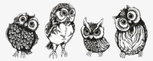 Drawing Art Cute Birds Owls Transparent Cute Owls Owl - Owl Transparent