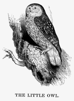 Cute Little Owl Clipart - Little Owl Iphone 6 Slim Case