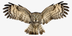 Great Grey Owl Clipart Cute - Owl Png
