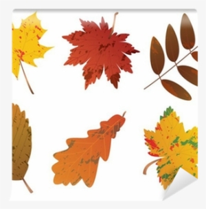 Vector Graphics