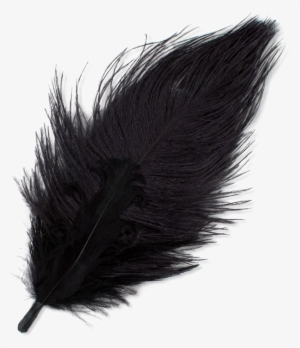 Feather