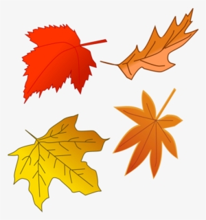 Autumn Is Very Much A Time Of Celebration The Harvest - Maple Leaf