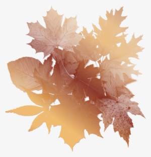 Autumn Leaves Background - Autumn Paper Png