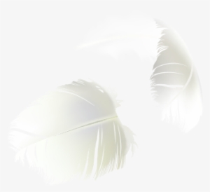 Sample Product Modeling 2 Product Feathers - Darkness