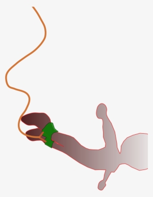 Bungee Jumping Big Image Png - Bungee Jump Png