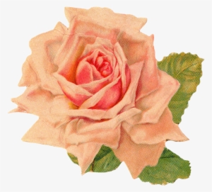 Rose 1 Rose 2 Rose 3 - Orange Vintage Flowers Png