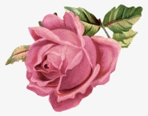 Pink Rose - Pink Flower Vintage Png