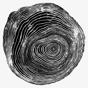 Woodgrain02 - Tree Ring - Elliptical By Blik Surface Graphics Wall