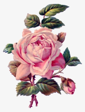 Vintage Roses Png - Rose Drawing Vintage