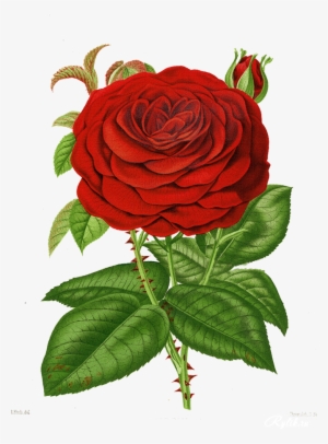 Giclee Painting: Fitch's Grand Mogul Crimson Hybrid