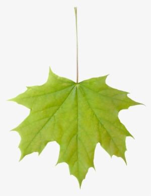 Vegetation Leaf Maple 01 - Maple