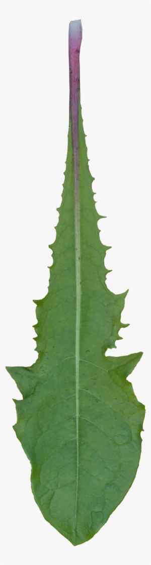 Vegetation Leaf Dandelion 03 - Leaf