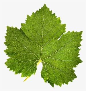 I Have Also Included Versions Of The Leaf Texture And - Asma Yapragi