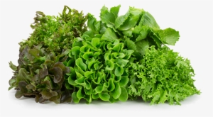 Naked Leaf Living Lettuce Loose Product Shot - Product