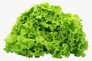 Green Lettuce Png Image - Lettuce Png