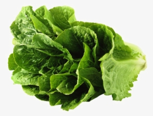 Romaine Lettuce Png Image Background - Lettuce Png