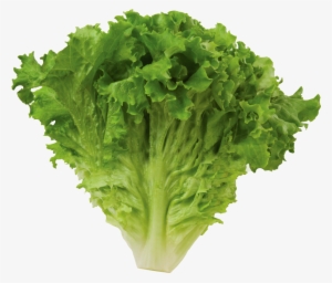 Romaine Lettuce Png High-quality Image - Green Leaf Lettuce
