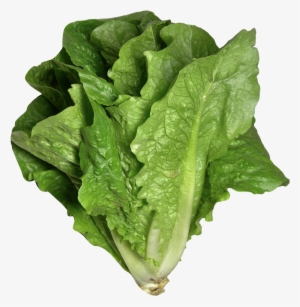 Romaine Lettuce Png Image - Romaine Lettuce Png